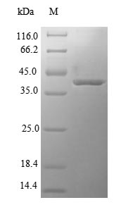 Greater than 90% as determined by SDS-PAGE.