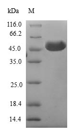 Greater than 90% as determined by SDS-PAGE.Recombinant Human B9 Domain-Containing Protein 2 (B9D2) Protein (GST)