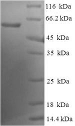 Greater than 90% as determined by SDS-PAGE.