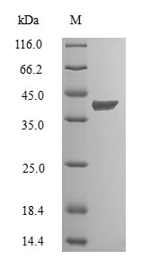 Greater than 90% as determined by SDS-PAGE.