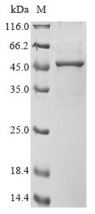 Greater than 85% as determined by SDS-PAGE.Recombinant Human Acetyl-Coa Acetyltransferase, Cytosolic (ACAT2) Protein (His&Myc)
