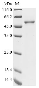 Greater than 85% as determined by SDS-PAGE.