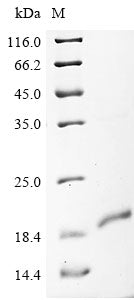 Greater than 90% as determined by SDS-PAGE.Recombinant Human Palmitoyltransferase Zdhhc5 (ZDHHC5) Protein (His)