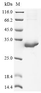 Greater than 90% as determined by SDS-PAGE.Recombinant Mouse Protein Fam3B (FAM3B) Protein (His&Myc)