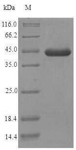 Greater than 90% as determined by SDS-PAGE.Recombinant Mouse Ef-Hand Domain-Containing Protein D2 (EFHD2) Protein (His-SUMO)