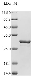 Greater than 85% as determined by SDS-PAGE.Recombinant Mouse Apoptosis-Associated Speck-Like Protein Containing A Card (PYCARD) Protein (His&Myc)