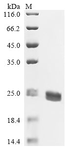 Greater than 90% as determined by SDS-PAGE.Recombinant Mouse Apoptosis-Associated Speck-Like Protein Containing A Card (PYCARD)