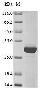 Greater than 85% as determined by SDS-PAGE.Recombinant Bacillus Subtilis 4'-Phosphopantetheinyl Transferase Ffp (FFP) Protein (His&Myc)
