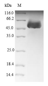 Greater than 90% as determined by SDS-PAGE.Recombinant Arabidopsis Thaliana Rrna 2-O-Methyltransferase Fibrillarin 1 (MED36B) Protein (His-SUMO)