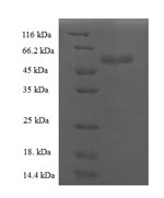 Greater than 90% as determined by SDS-PAGE.