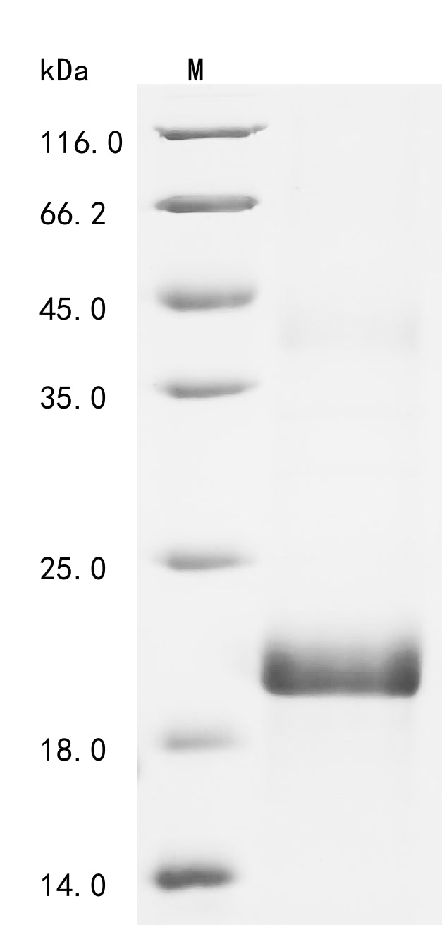 Greater than 90% as determined by SDS-PAGE.