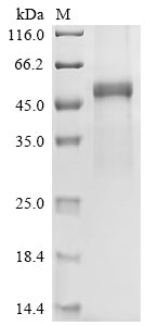 Greater than 90% as determined by SDS-PAGE.Recombinant Human Neuronal Acetylcholine Receptor Subunit Alpha-10 (CHRNA10) Protein (GST)