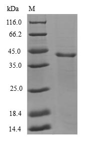 Greater than 90% as determined by SDS-PAGE.
