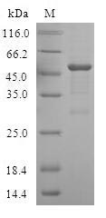 Greater than 90% as determined by SDS-PAGE.Recombinant Human Ubiquitin-Like-Conjugating Enzyme Atg10 (ATG10) Protein (GST)