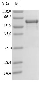 Greater than 90% as determined by SDS-PAGE.Recombinant Human Translation Initiation Factor If-3, Mitochondrial (MTIF3) Protein (GST)