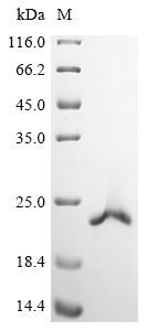 Greater than 90% as determined by SDS-PAGE.Recombinant Human Atp-Dependent Dna/Rna Helicase Dhx36 (DHX36) Protein (His&Myc)