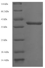 Greater than 90% as determined by SDS-PAGE.