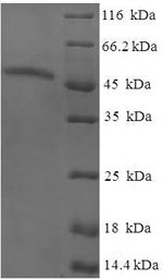 Greater than 90% as determined by SDS-PAGE.