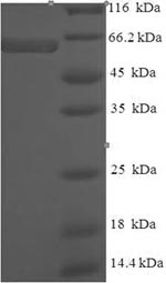 Greater than 90% as determined by SDS-PAGE.