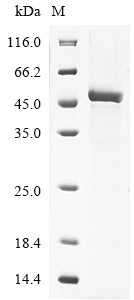 Greater than 85% as determined by SDS-PAGE.
