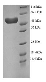 Greater than 90% as determined by SDS-PAGE.Recombinant Human Plexin-A4 (PLXNA4) Protein (His)