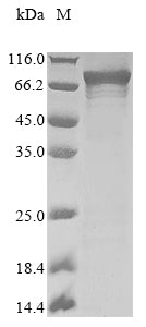 Greater than 85% as determined by SDS-PAGE.