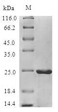 Greater than 90% as determined by SDS-PAGE.Recombinant Malus Domestica Non-Specific Lipid-Transfer Protein (MALD3) Protein (His-SUMO)