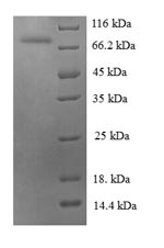 Greater than 90% as determined by SDS-PAGE.