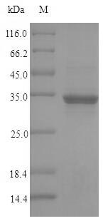 Greater than 90% as determined by SDS-PAGE.