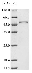 Greater than 85% as determined by SDS-PAGE.Recombinant Human Plasma Alpha-L-Fucosidase (FUCA2) Protein (His&His)