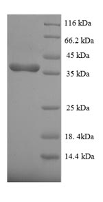 Greater than 90% as determined by SDS-PAGE.