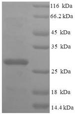 Greater than 90% as determined by SDS-PAGE.