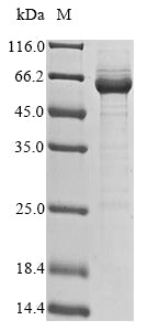 Greater than 85% as determined by SDS-PAGE.Recombinant Mouse Protein Saal1 (SAAL1) Protein (His&Myc)