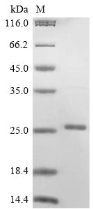 Greater than 85% as determined by SDS-PAGE.