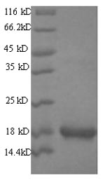 Greater than 90% as determined by SDS-PAGE.