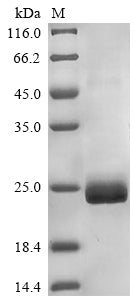 Greater than 85% as determined by SDS-PAGE.