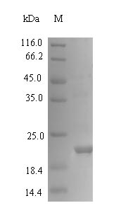 Greater than 90% as determined by SDS-PAGE.