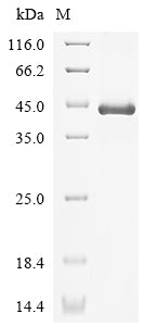 Greater than 85% as determined by SDS-PAGE.