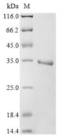 Greater than 90% as determined by SDS-PAGE.Recombinant Human Egl Nine Homolog 1 (EGLN1) Protein (His)