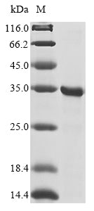 Greater than 85% as determined by SDS-PAGE.Recombinant Human Egl Nine Homolog 1 (EGLN1) Protein (His&Myc)