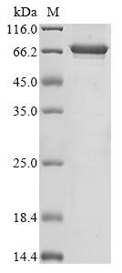 Greater than 85% as determined by SDS-PAGE.Biotinylated Recombinant Human Dnaj Homolog Subfamily C Member 5 (DNAJC5) Protein (MBP&His-Avi)