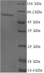 Greater than 90% as determined by SDS-PAGE.