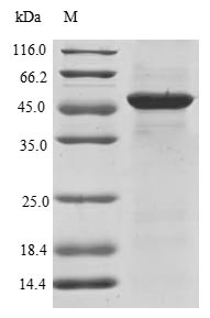 Greater than 90% as determined by SDS-PAGE.Recombinant Human L-2-Hydroxyglutarate Dehydrogenase, Mitochondrial (L2HGDH) Protein (His-SUMO)