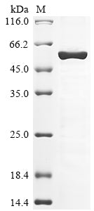 Greater than 85% as determined by SDS-PAGE.