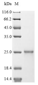 Greater than 90% as determined by SDS-PAGE.Recombinant Varicella-Zoster Virus Envelope Glycoprotein L (GL) Protein (His&Myc)