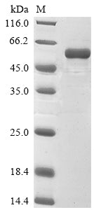 Greater than 90% as determined by SDS-PAGE.Recombinant Rat E3 Ubiquitin-Protein Ligase Parkin (PRKN) Protein (His&Myc)