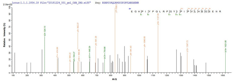Based on the SEQUEST from database of E.coli host and target protein, the LC-MS/MS Analysis result of this product could indicate that this peptide derived from E.coli-expressed Mus musculus (Mouse) Bag3.Recombinant Mouse Bag Family Molecular Chaperone Regulator 3 (BAG3) Protein (His-SUMO)