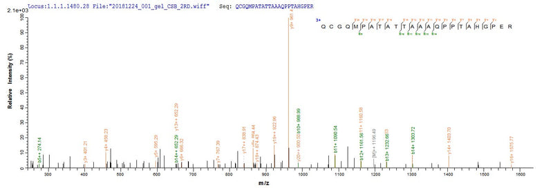 Based on the SEQUEST from database of E.coli host and target protein, the LC-MS/MS Analysis result of this product could indicate that this peptide derived from E.coli-expressed Mus musculus (Mouse) Bag3.Recombinant Mouse Bag Family Molecular Chaperone Regulator 3 (BAG3) Protein (His-SUMO)