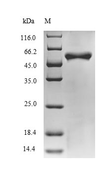 Greater than 85% as determined by SDS-PAGE.Recombinant Bacillus Halodurans Putative Adenine Deaminase Bh0637 (BH0637) Protein (His-SUMO&Myc)