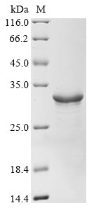 Greater than 90% as determined by SDS-PAGE.Recombinant Vibrio Cholerae Serotype O1 5-Methylthioadenosine/S-Adenosylhomocysteine Nucleosidase (MTNN) Protein (His&Myc)